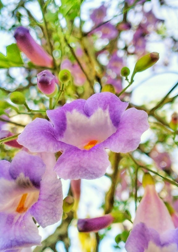 紫粉色花朵的特写，柔和的花瓣盛开