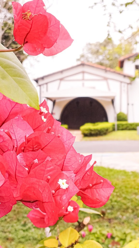 Pink-reddish flowers of a great bougainvillea (Bougainvillea spectabilis)