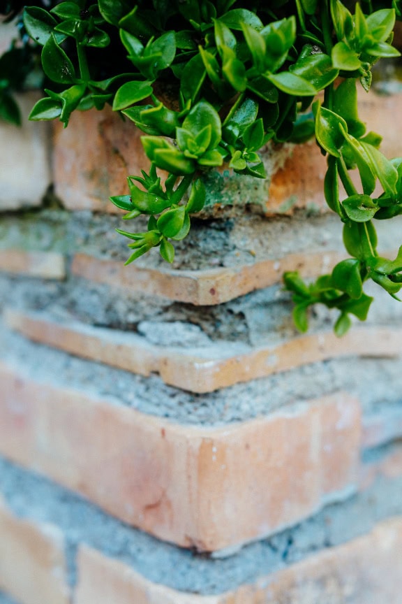 close-up, de, um, planta, com, folhas verdes, em, canto, de, parede tijolo