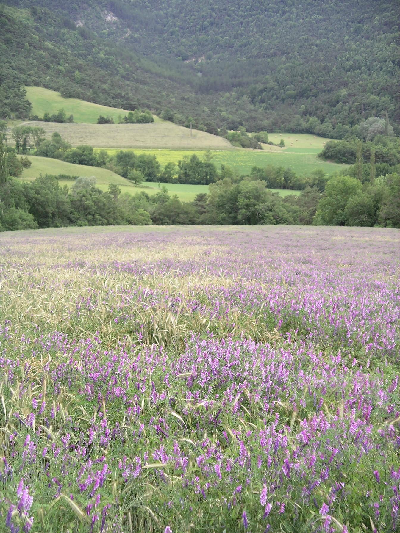 Un prato in cima a una collina con un campo di fiori viola di veccia da foraggio (Vicia villosa)