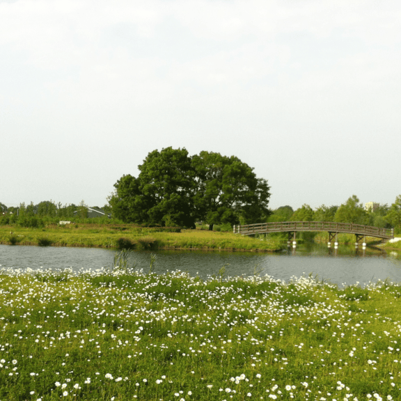 Houten brug over een kanaal omgeven door weide met bloemen en gras