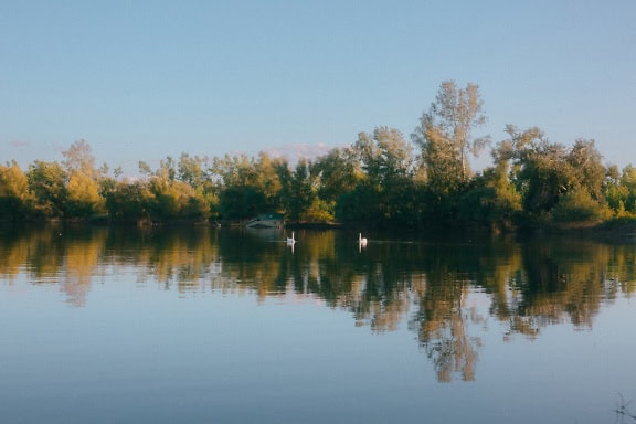 Calm lake water with trees and swans