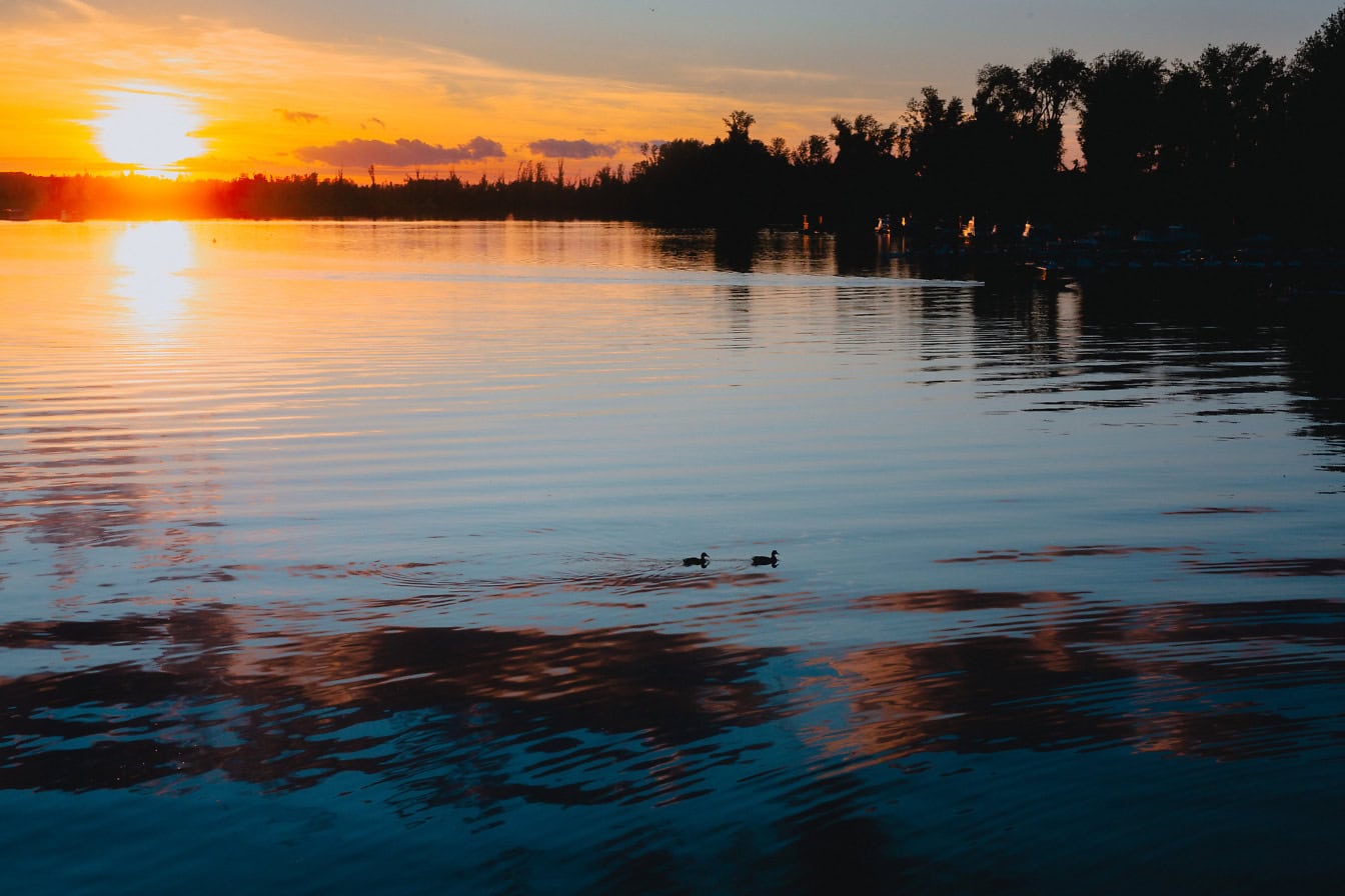 Two ducks swimming in a lake at sunrise