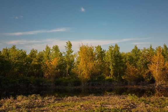 Pădure de foioase inundată cu copaci lângă un corp de apă