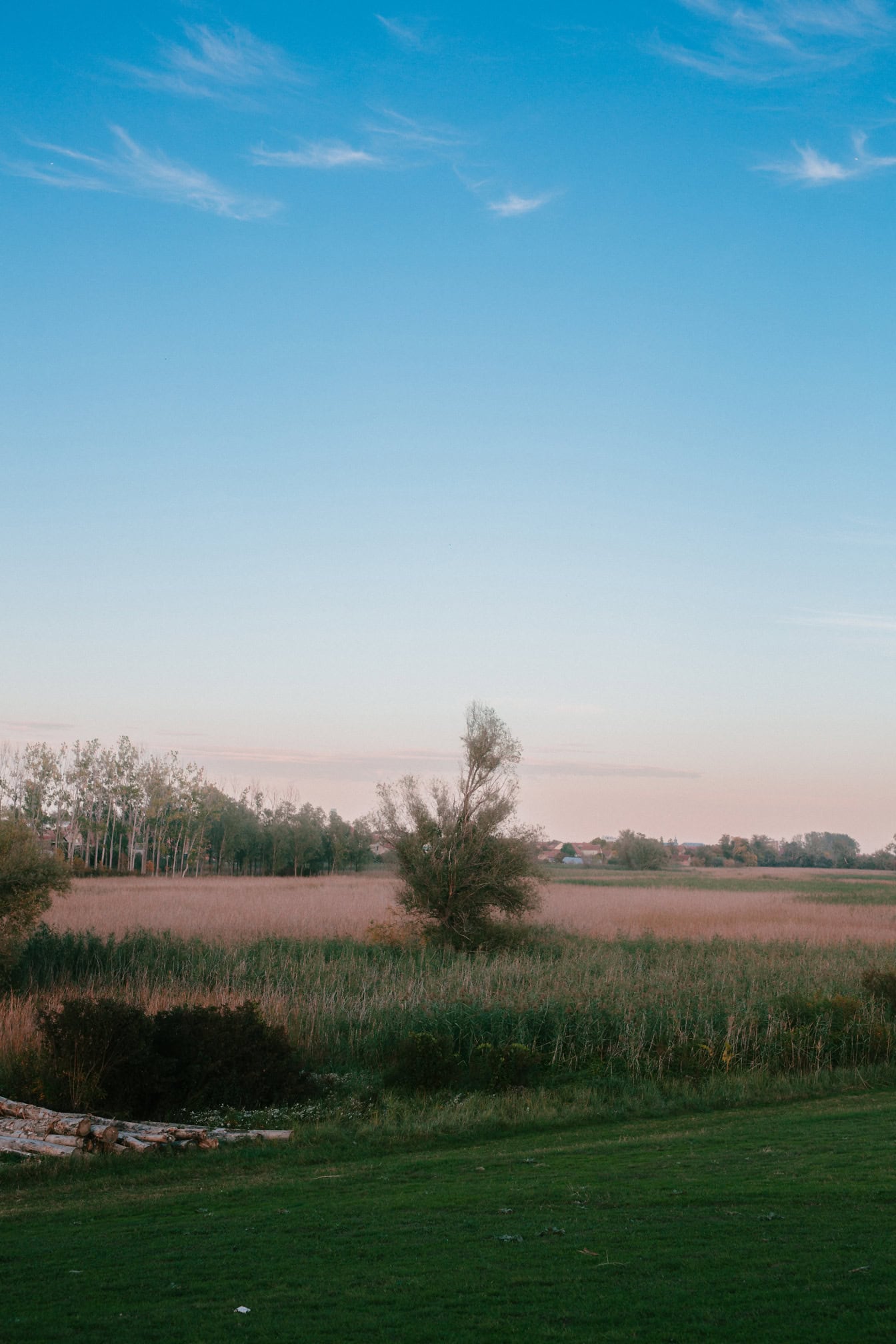 Grassy green field with reed grass