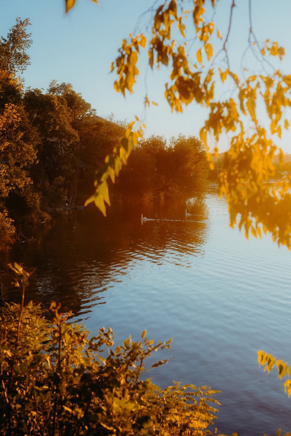 Ein sonniger Herbstnachmittag mit strahlender Sonne auf dem See mit Bäumen und ein paar Schwänen