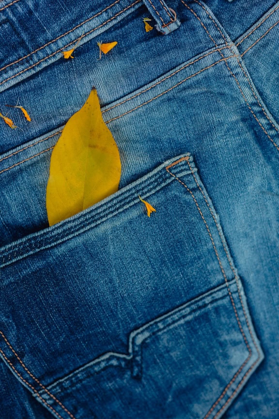 Gelbliches Blatt in einer Gesäßtasche einer dunkelblauen Jeanshose, eine Nahaufnahme einer Denim-Textur