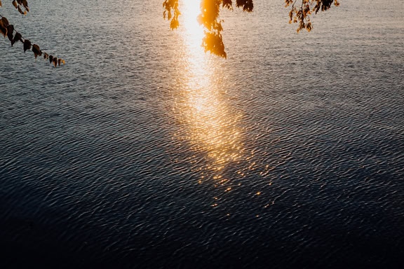 A tree branch above the water with a reflection of bright sunlight on the surface of the  rippling waves