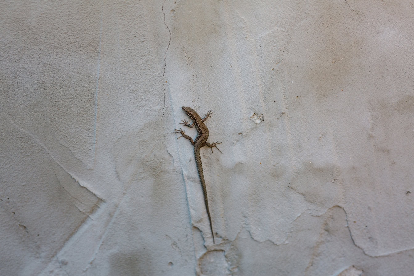 Un lagarto de pared común en una pared de cemento (Podarcis muralis)