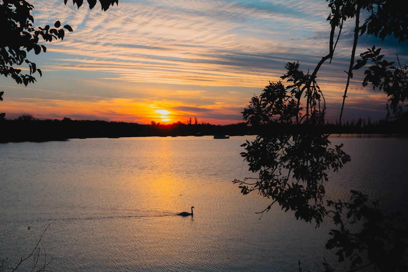 Silhouette of a swan swimming in a lake during sunset