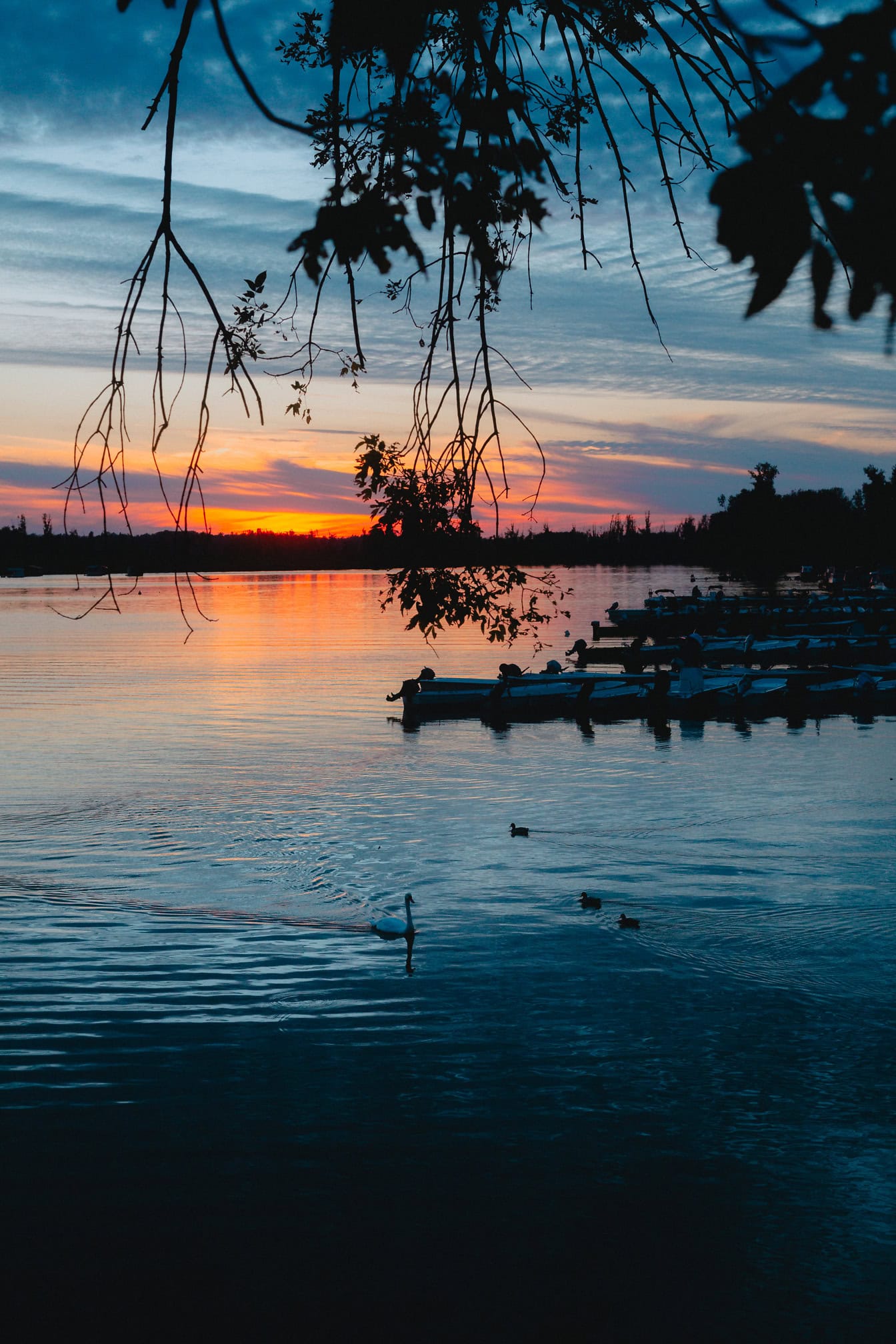 Silhouet van zwaan zwemmen in een meer met boten op de achtergrond net na zonsondergang