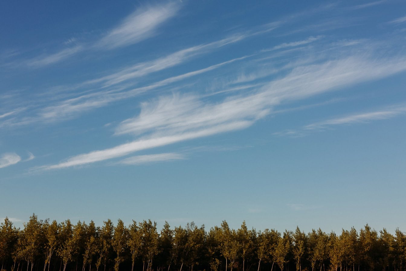 Line of poplar trees in a deciduous forest with a clear blue sky above