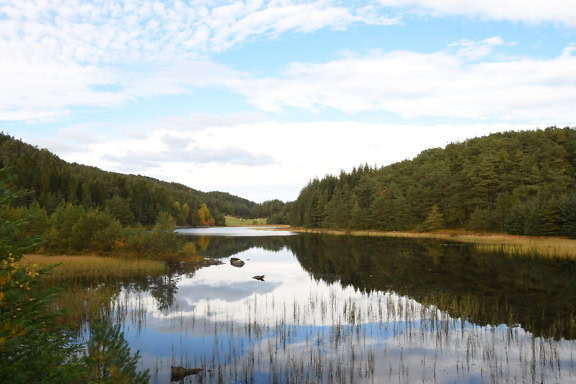 ノルウェー西部の木々に囲まれた湖の風景