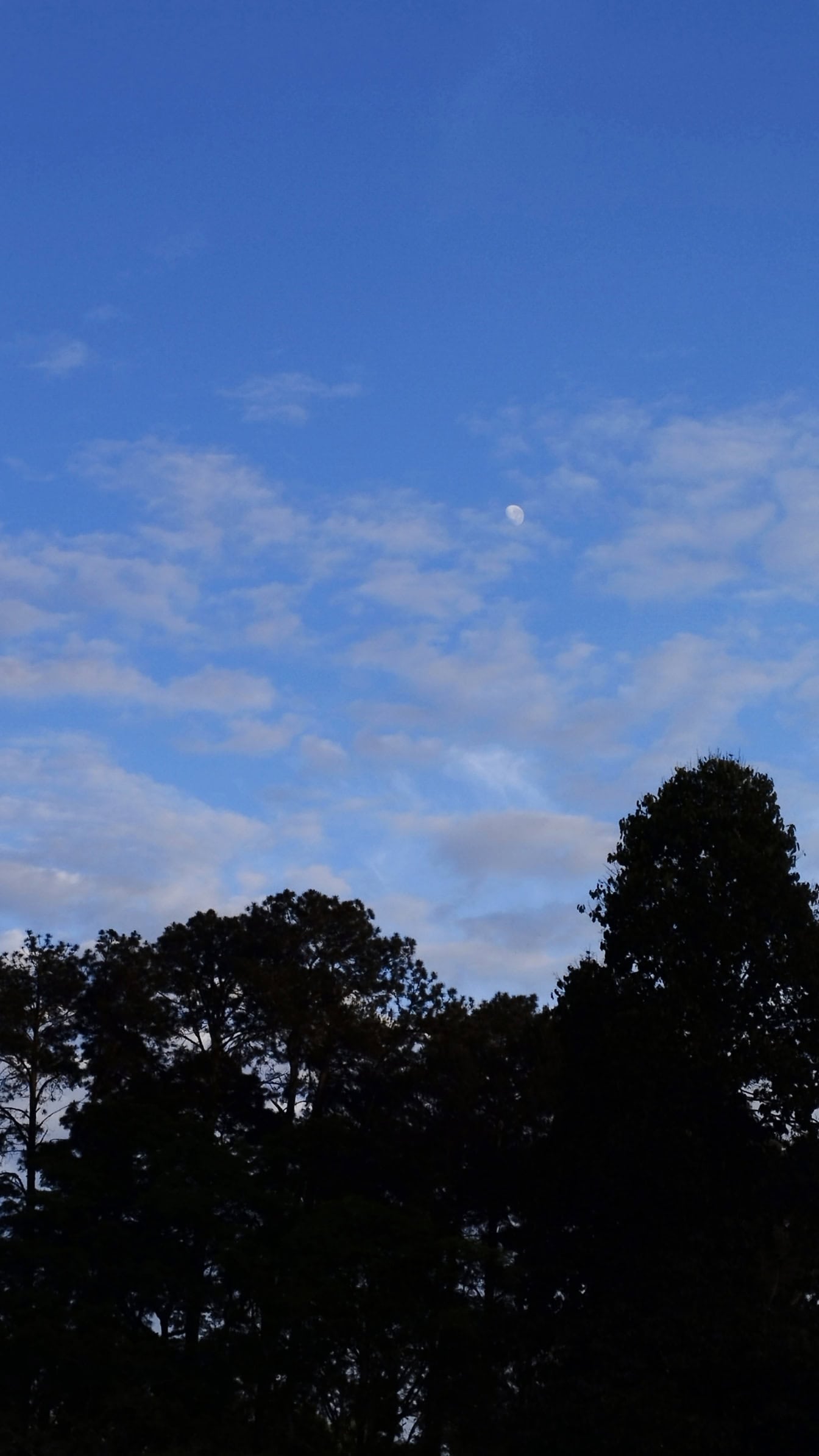 Ciel bleu avec des nuages et la lune le jour sur des silhouettes sombres d’arbres