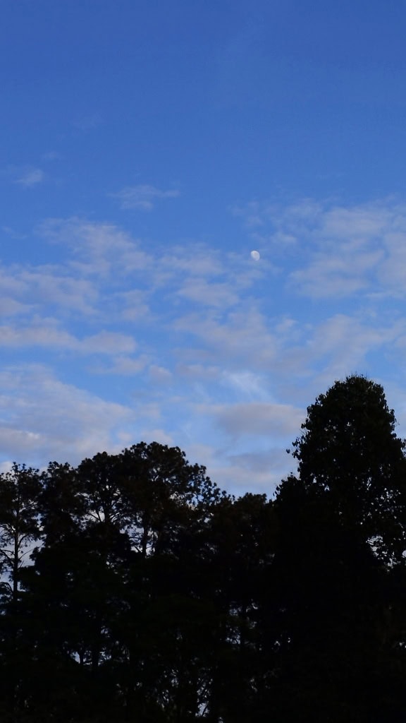 Blue sky with clouds and Moon at daytime over dark silhouettes of trees