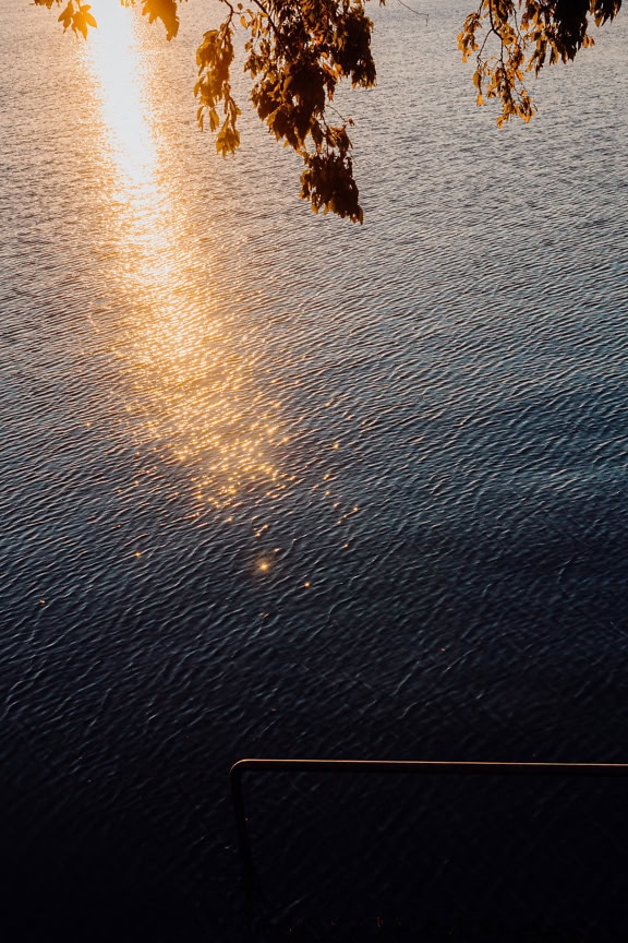 Arbre au-dessus de l’eau avec le soleil qui brille à travers et le reflet des rayons du soleil à la surface de l’eau