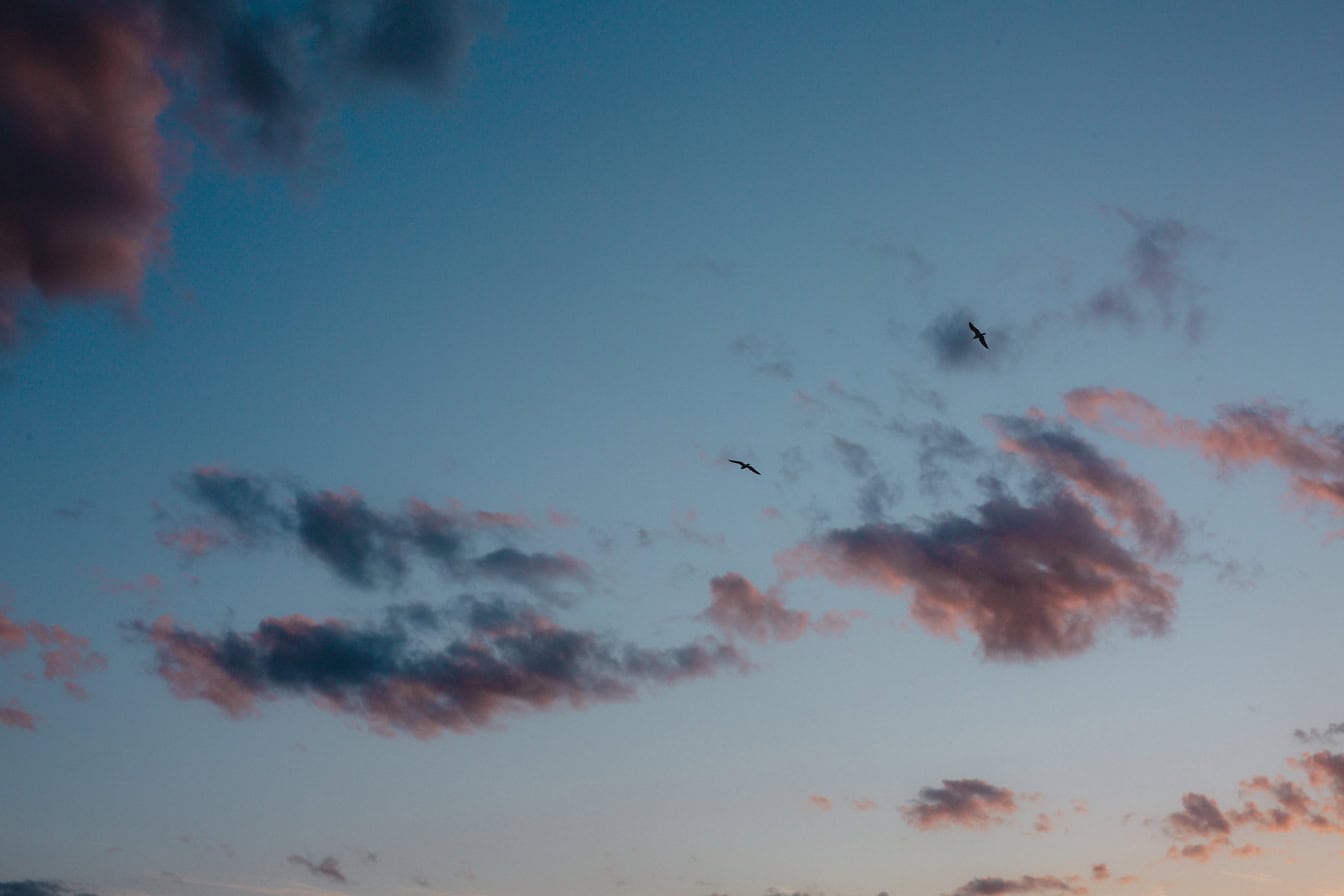 Oiseaux volant dans le ciel nuageux à twiligt