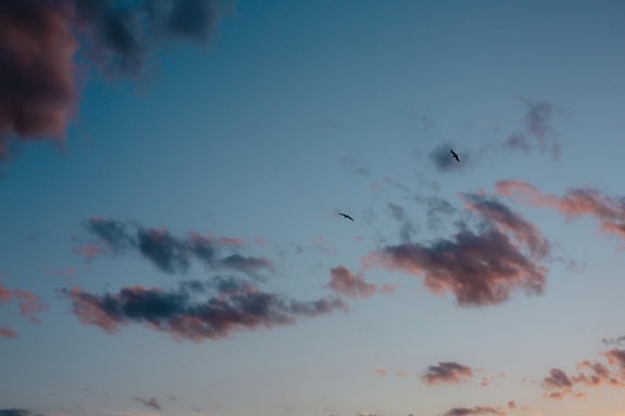 Birds flying in the cloudy sky at twiligt