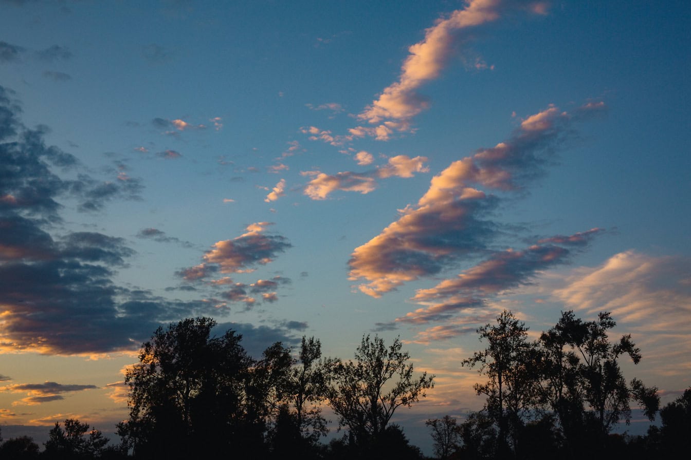 Puiden tumma siluetti ja sininen taivas auringonvalolla hämärässä heti auringonlaskun jälkeen