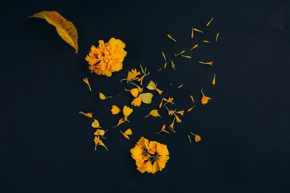 Orange-yellow flowers with small petals on a black surface