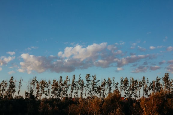 Line of deciduous trees under blue sky