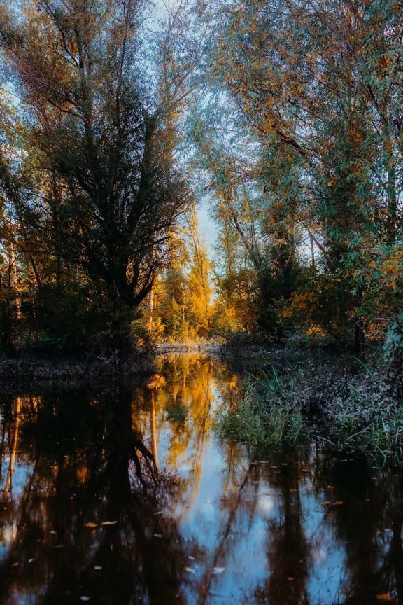 Landscape of a canal overgrown with bushes, trees and other plants