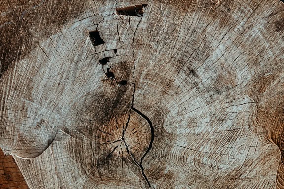 Close-up texture of a cross-section of a dry tree stump with a detailed view of circular rings