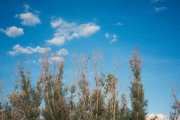 Um dossel sem folhas de árvores de folha caduca sob o céu azul e nuvens