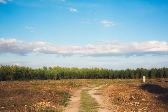 Chemin de terre à travers un champ fait de forêt abattue avec une ligne d’arbres forêt en arrière-plan