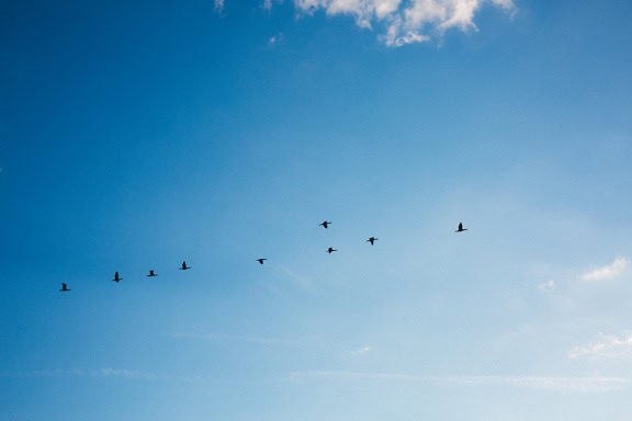 Flock av flyttfåglar som flyger på den ljusblå himlen