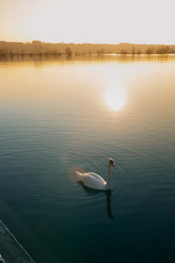 Kaunis sää, aurinko paistaa järven rannalla ja valkoinen joutsen ui järvessä