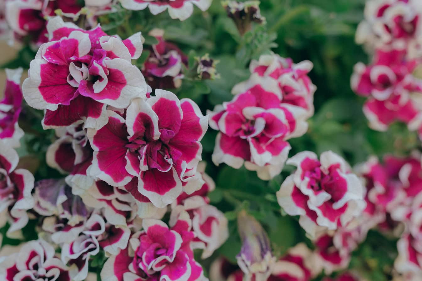 Fiori di petunia viola-rosa e bianchi (Petunia Tumbelina Bella), una bellissima pianta in piena fioritura in un giardino fiorito