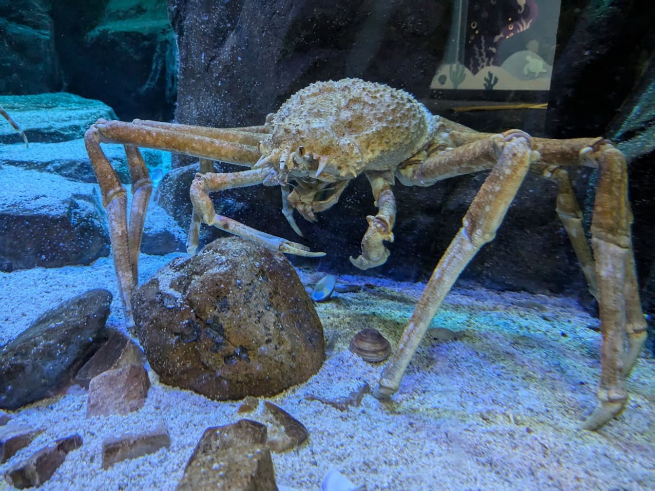 The giant Japanese spider crab (Macrocheira kaempferi), a species of marine crab under the water in sea aquarium