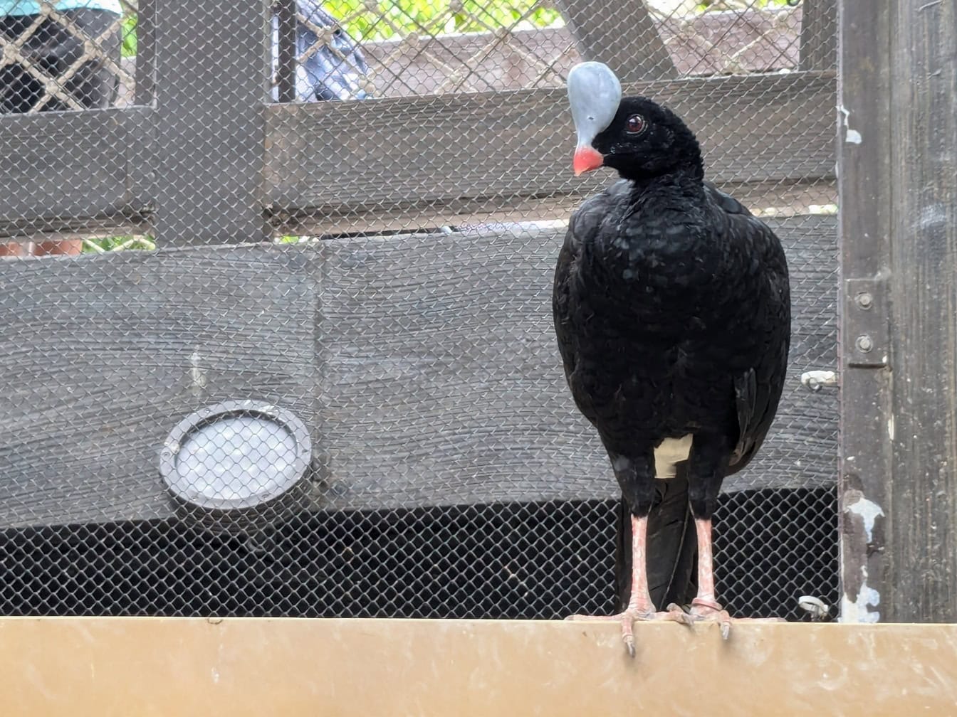 북부 헬멧 curassow (Pauxi pauxi), 동물원의 새장에있는 큰 육상 조류