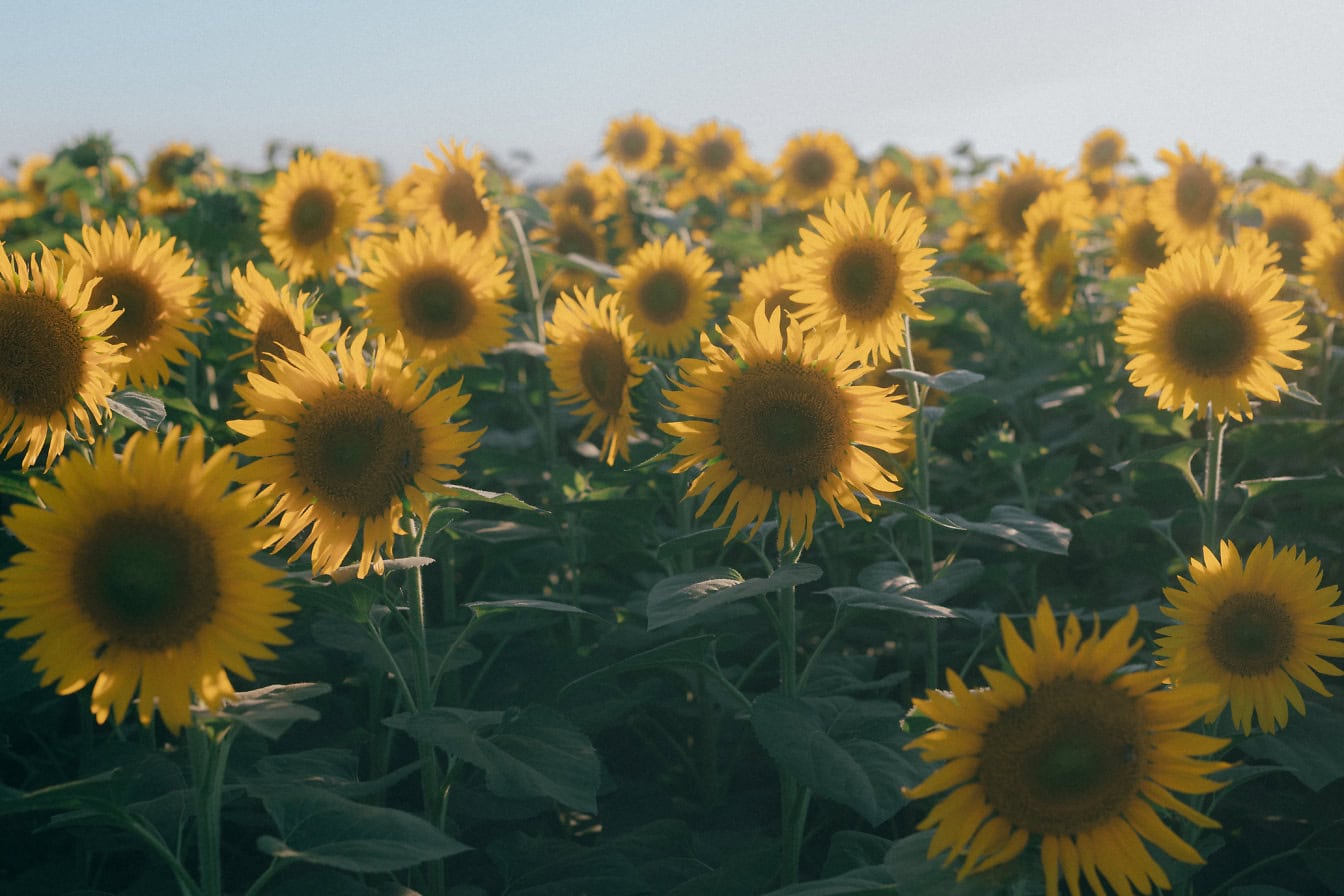 Jordbrukssolrosfält i full blomning på en solig sommardag