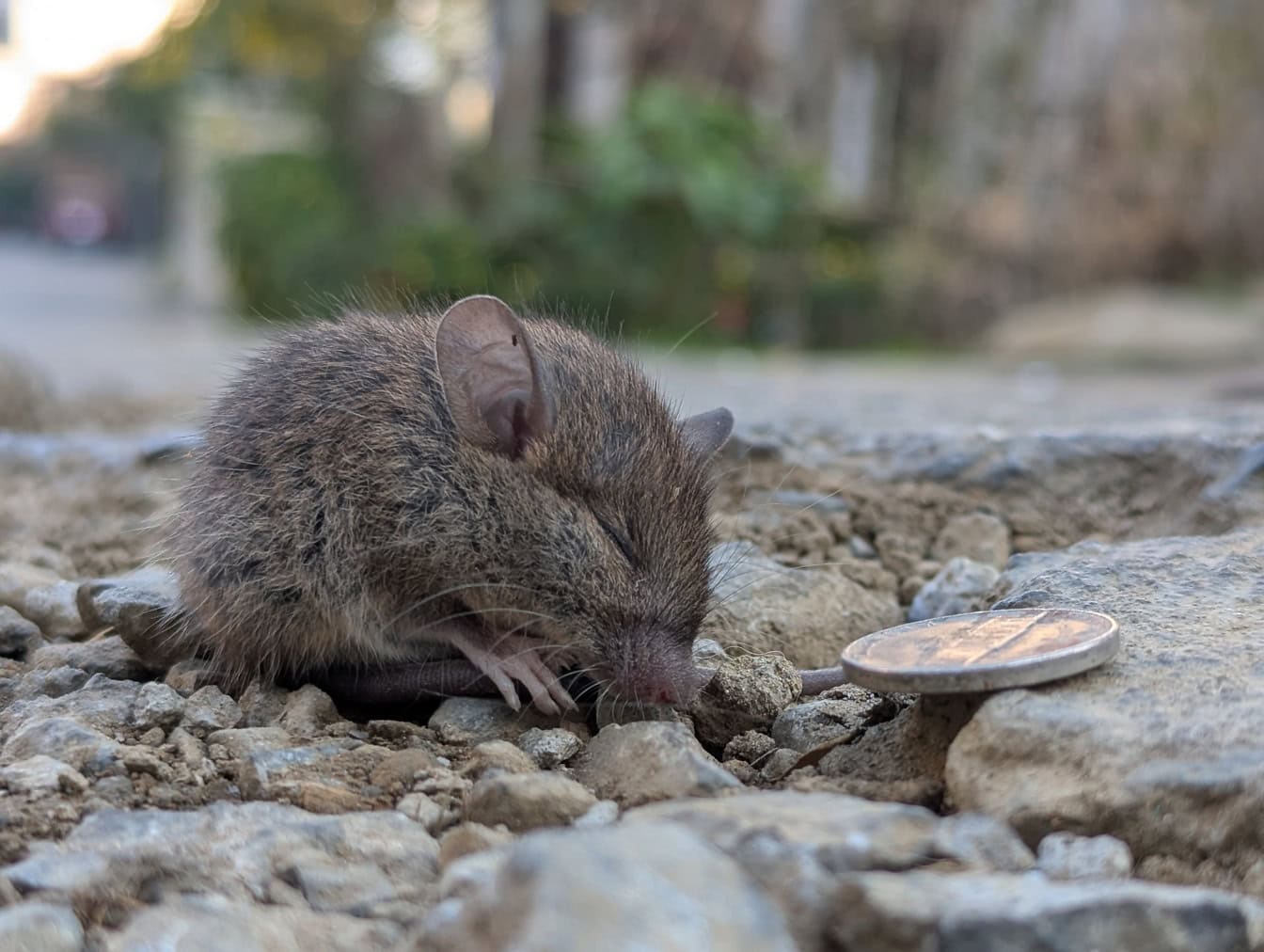 Rozkošná malá myška, hlodavec, ktorý spí na kameňoch vedľa mince