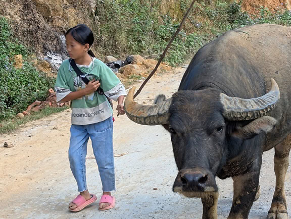 Liten jente som står ved siden av en vannbøffel, eller asiatisk bøffel (Bubalus bubalis), en tam stor hornokse