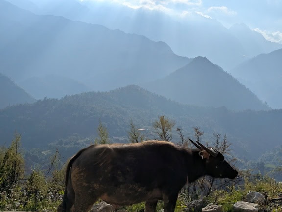 Bò Carabao, một con trâu thuần hóa đứng trên một ngọn đồi với những ngọn núi ở phía sau, Đông Á