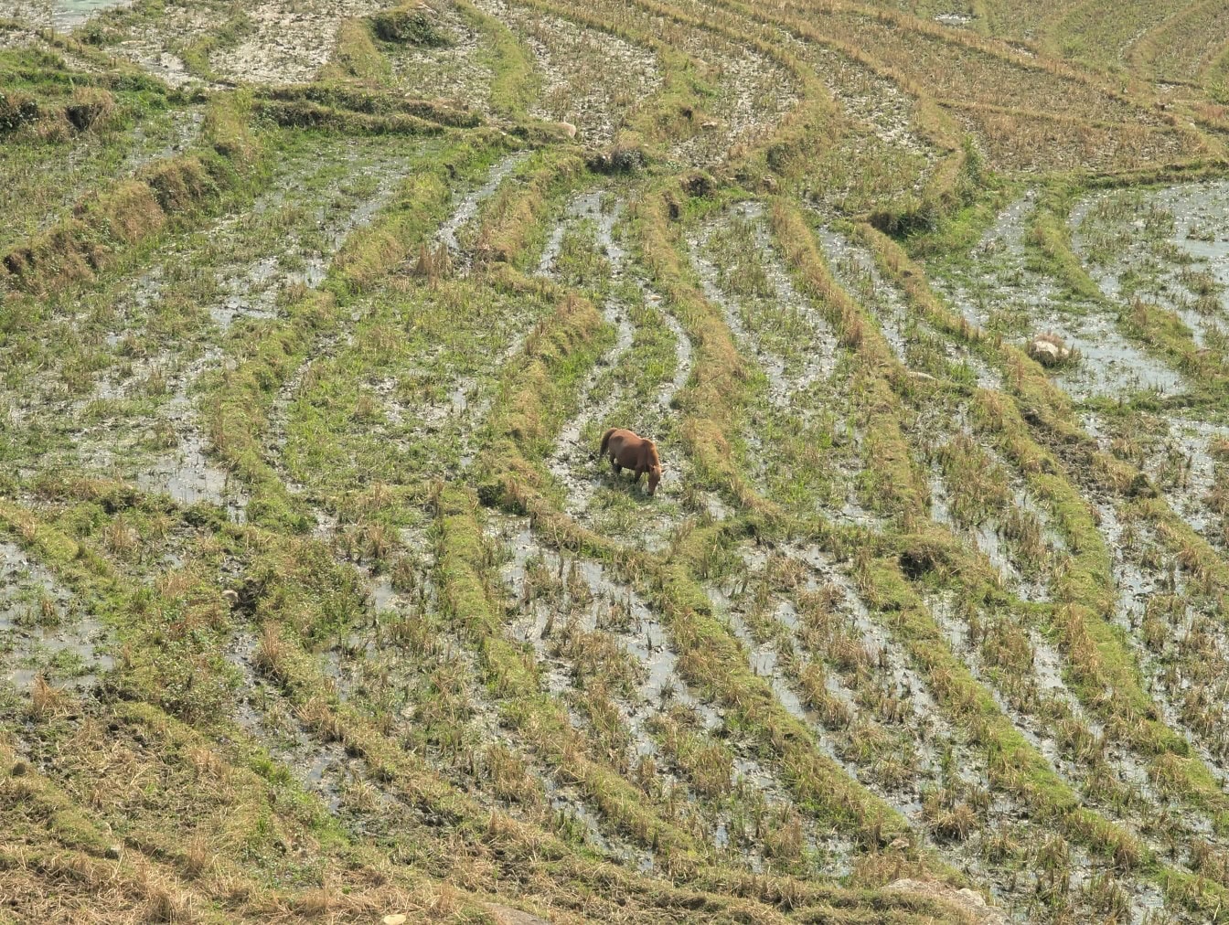 A cattle grazing in a rice field on a hillside in Asia