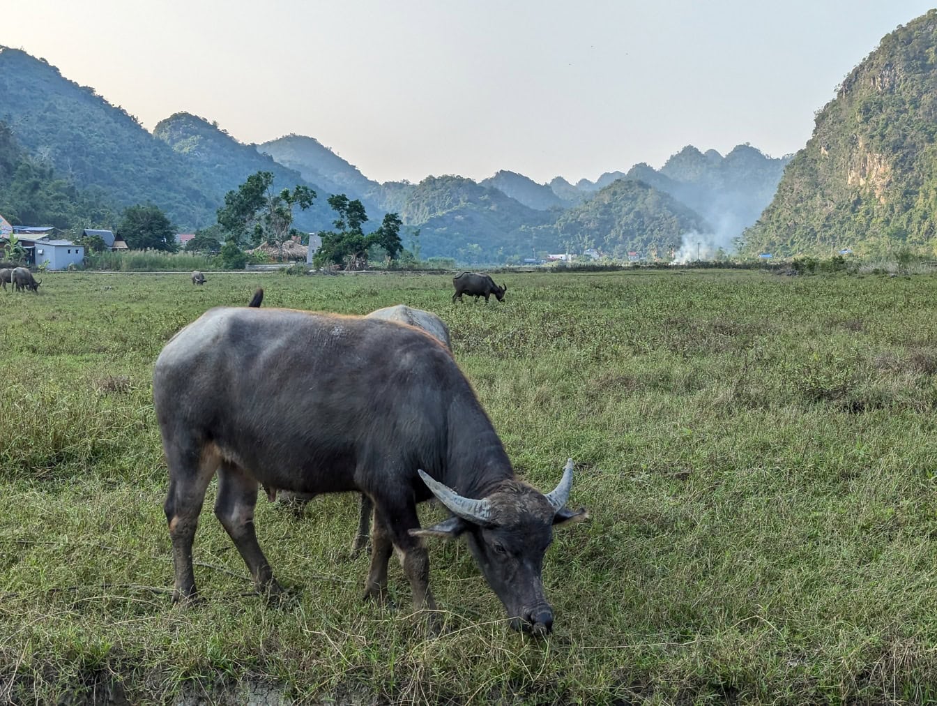 The Carabao or domestic water buffalo (Bubalus bubalis carabanesis), a bull grazing in a field, Vietnam, Southeast Asia