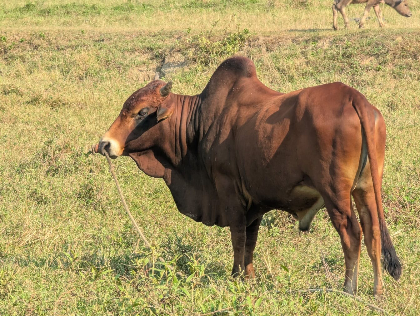 Een stier van het Rode vee van Sindhi, een bruin gedomesticeerd vee met kabel in neus die in een gebied, Vietnam, Azië grazen