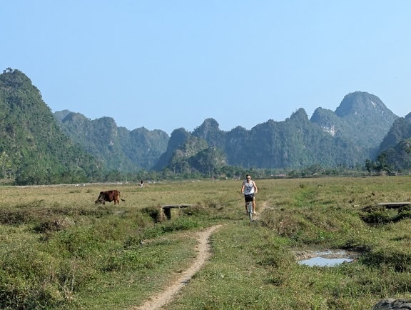 Osoba jedoucí na kole po zelené louce s pasoucími se kravami, Vietnam