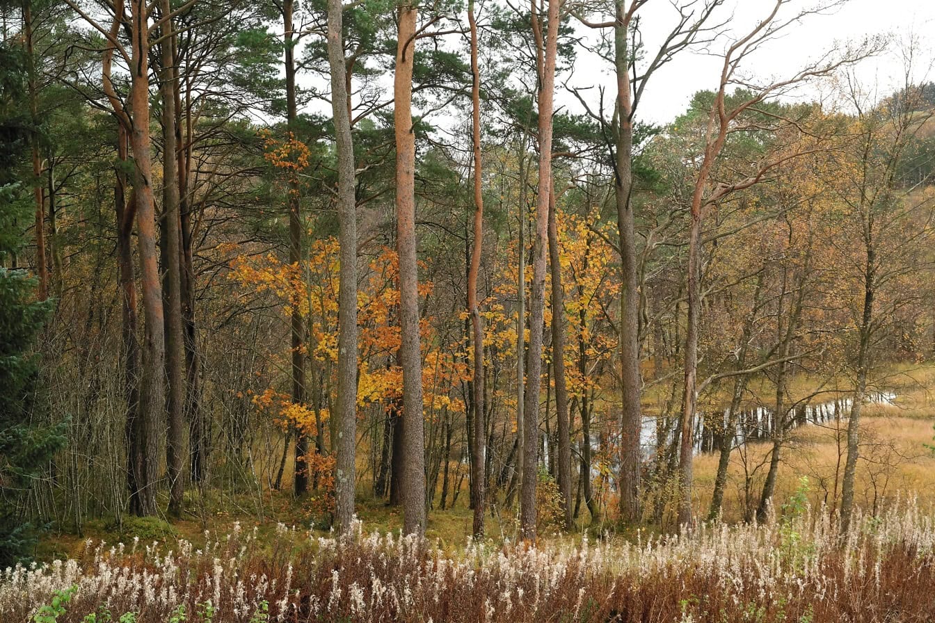 Bos met hoge bomen en gras, een Scandinavisch boslandschap in het herfstseizoen