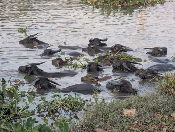 Vodní buvoli ve vodě mezi vodními rostlinami, Carabao nebo domácí buvolí (Bubalus bubalis carabanesis), domácí skot ve Vietnamu