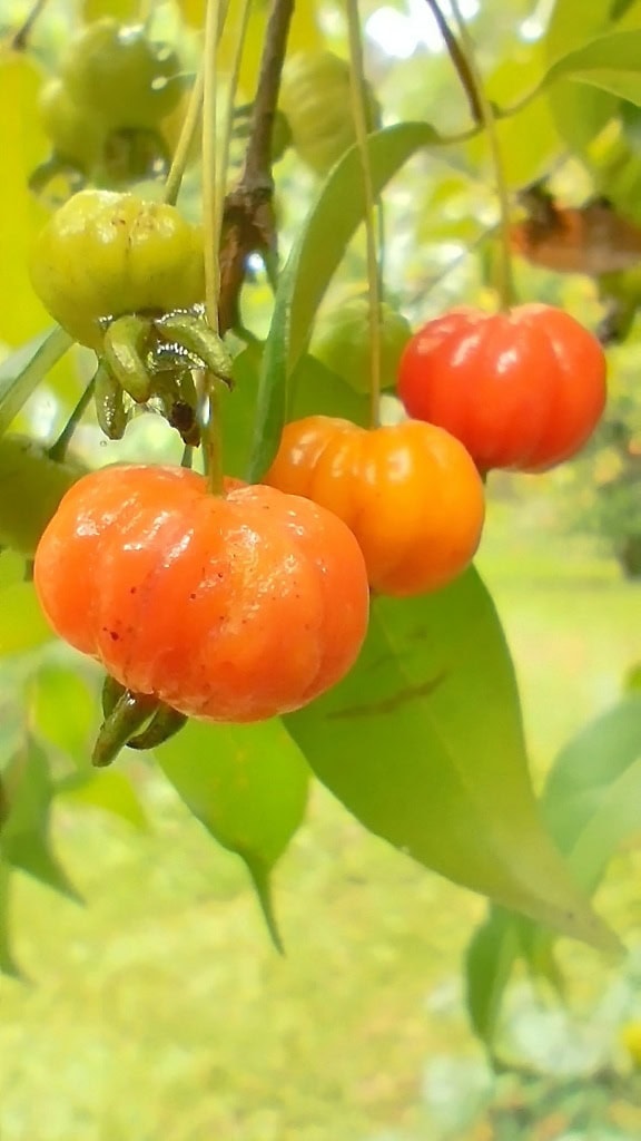 Bahçedeki bir dalda Surinam kirazı veya egzotik Brezilya kirazı veya Pitanga kirazının olgunlaşan meyveleri (Eugenia uniflora)