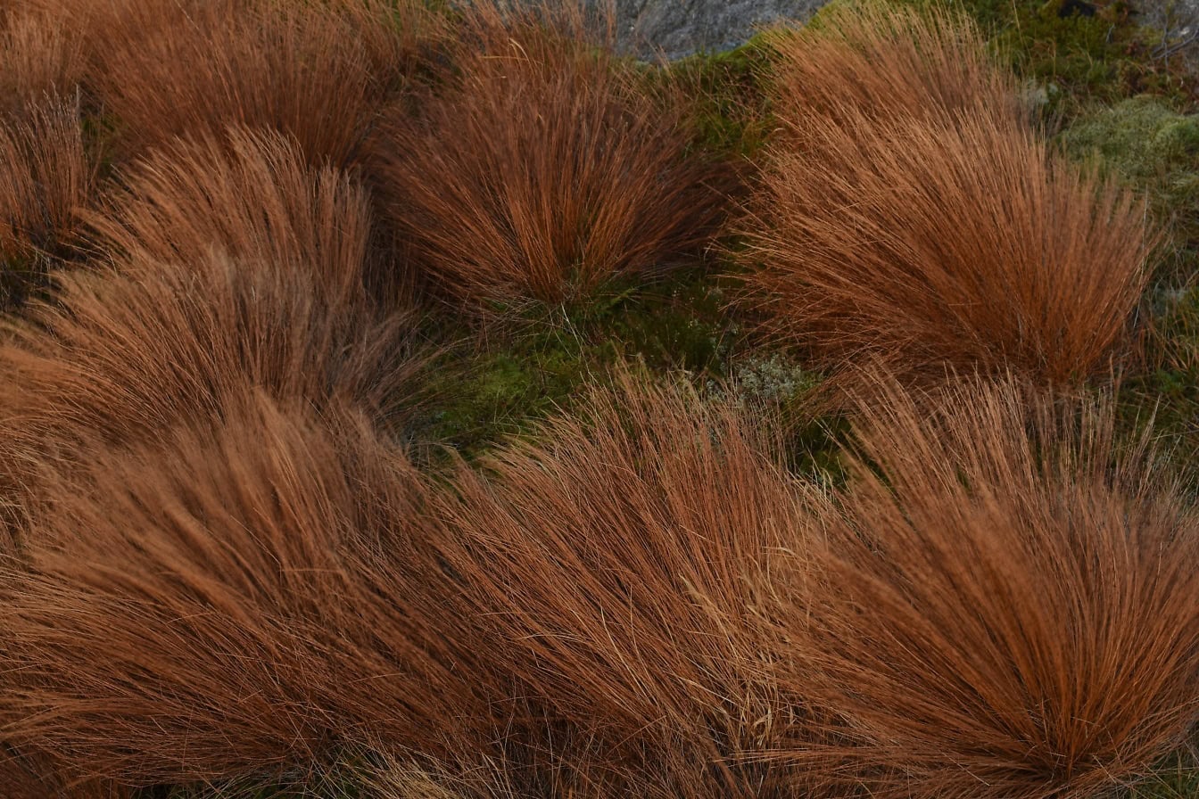 En starrört, högt brunt gräs med rödbruna blad (genus Carex)