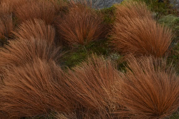 Una hierba de juncia, hierba alta de color marrón con hojas de color marrón rojizo (genus Carex)