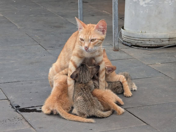 金棕色的家猫在喂食时拥抱她的小猫