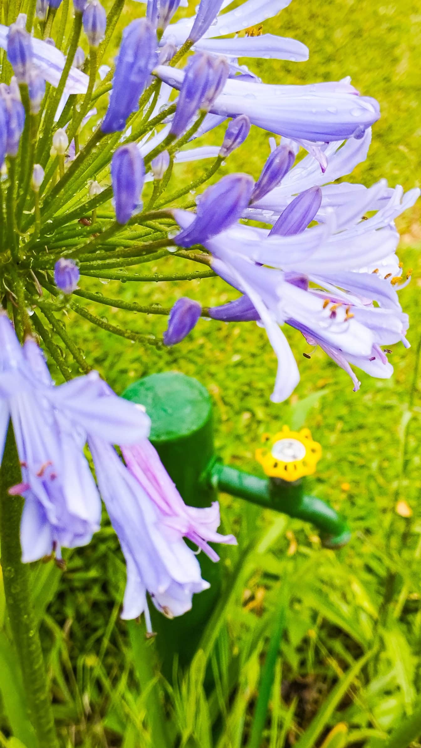 Hoa huệ châu Phi, cây nở rộ với những giọt sương trên cánh hoa của nó (Agapanthus africanus)