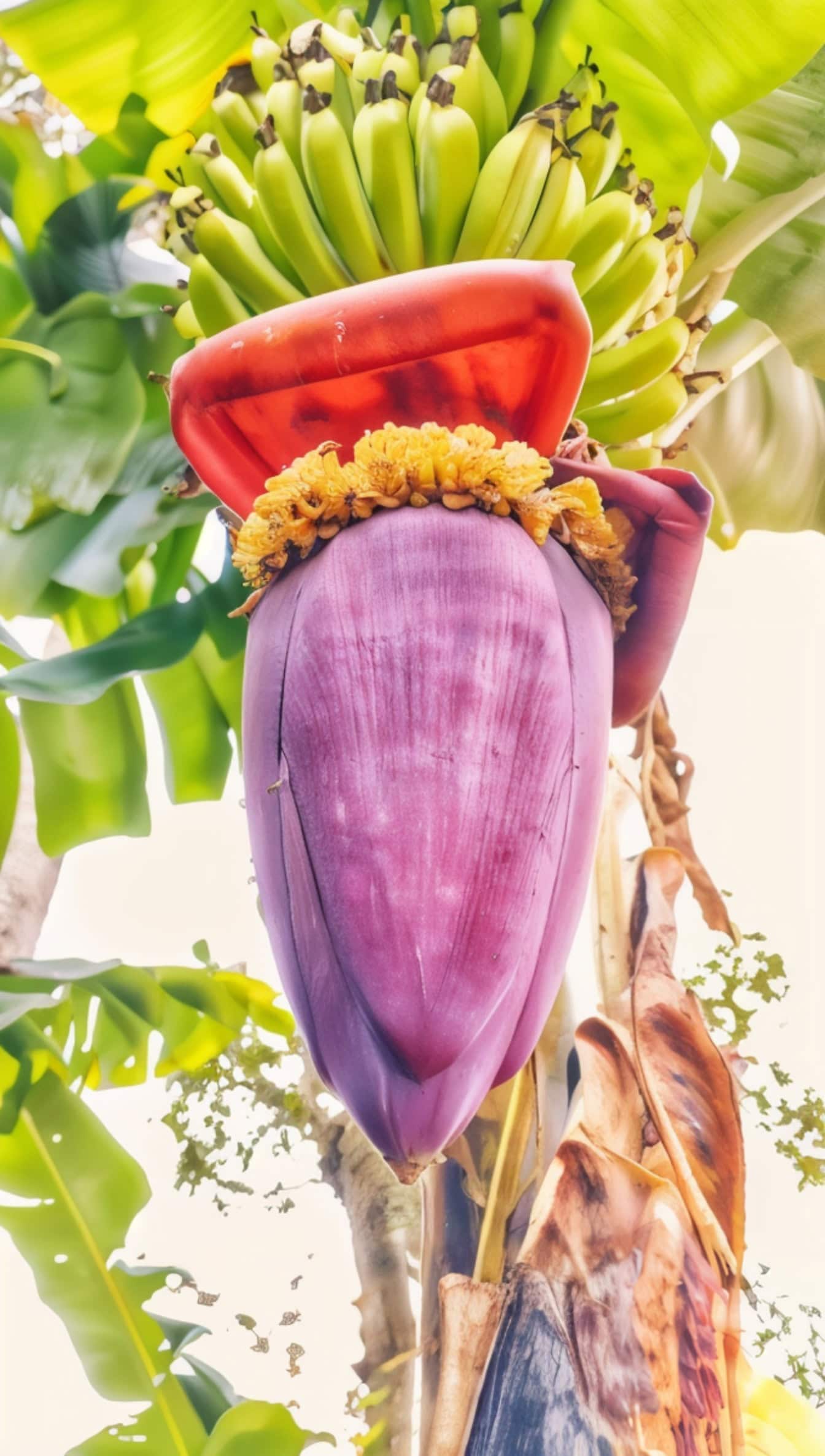 A beautiful banana flower with bunch of green bananas on the tree